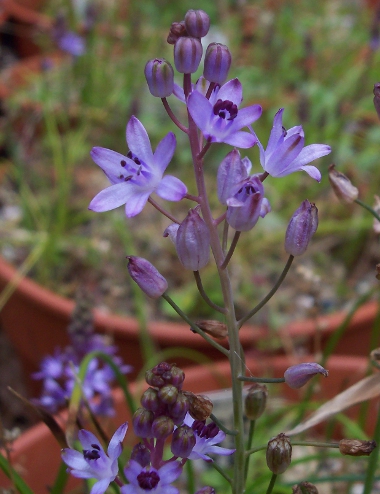 Scilla autumnalis